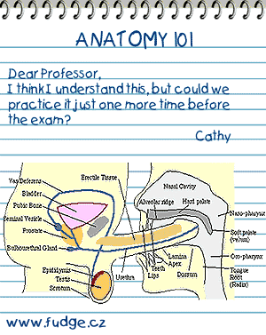 Obrazek anatomyexam.gif