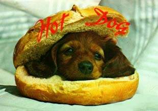 Obrazek hotdog.jpg